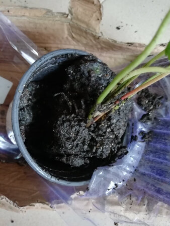 装花盆的外壳有孔土都漏出来了，总体来说还是挺不错的，草莓苗是个小苗