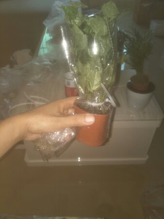 比想象的小很多，确实是袖珍的，不比矿泉水瓶子高，，盆也很袖珍，确实很搭配，不过包装仔细，这么几天的长途跋涉也没有蔫儿也是值得赞了，喜欢植物，但愿好养活，习惯好评，只能放办公桌上的，放客厅不行。