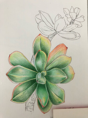 好久前在一个画画社区里种草了。前面一直价格比较高，后来入了其它品牌的。这次京东做活动，入了一套12色的来试试。铁盒包装的，细节很好，专门设计和介绍了如何开启盒子，如何取出铅笔。笔杆涂了彩铅同色油漆。随意做了一下色卡，涂色容易，色泽比较饱满，笔芯也比较软，性价比还是可以的。