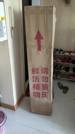 包装完整，性价比高，服务好，到货及时，工程用，叶子嫩，总之非常棒，还会再来的。