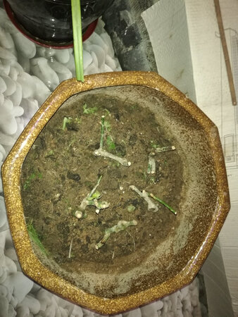 现在看不出，但也货真价实。