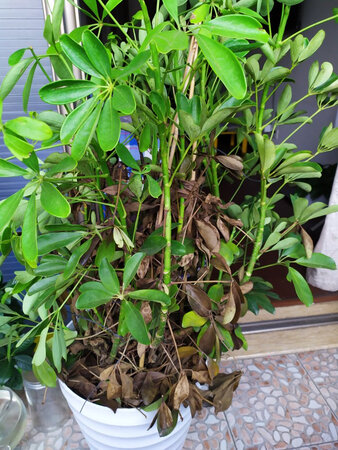 买的时候客服服务很好，各种推荐，说了一堆好养的绿植，按他说的买了最好养的，刚回来叶子有些塔，问客服就说不用管，终于过了一个多月杆子枯了，找客服说死了，问原因就说我暴晒，我一直放客厅的，根本就晒不到太阳，就搬到阳台，拍了照片就说我暴晒，问怎么办，客服也不回答。