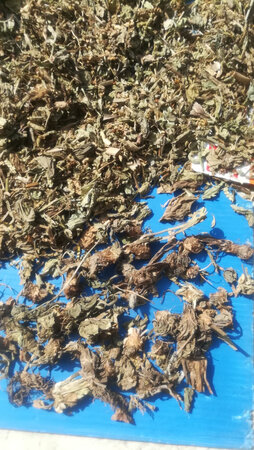 今天刚收到，草根上有泥，摊开晒一下，