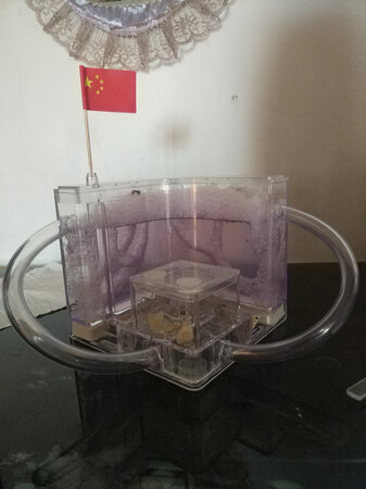 女儿要求买的，物流挺快，蚂蚁个头儿不小也都是活的，当天晚上就挖洞了，到现在20多天了还都活的不错