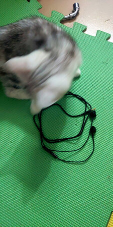 东西很好，猫很喜欢，天天抓着玩，玩的很忙活。