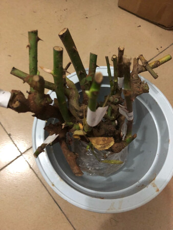 还可以吧，先种下去才知道符合度