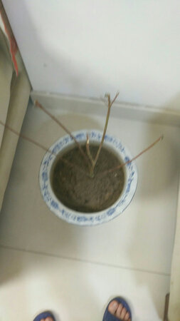 包装到位，没有破损，已经种植下去，不知道啥时候长出叶子来