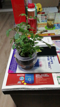 本商品没有描述的好，脱落好多黄叶。看情况不可能开花。价格不便宜，但质量太差。和之前其他店铺买的差很多。