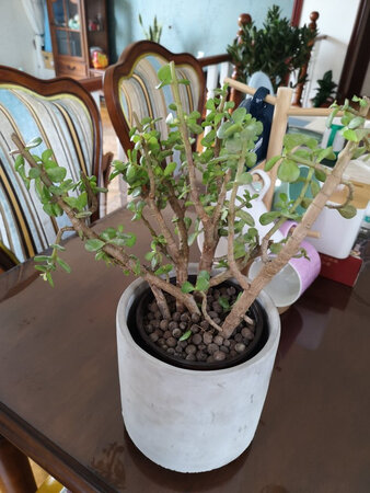 苔藓第一次买自己还分不清好不好。但是这绿植……差距太大了！