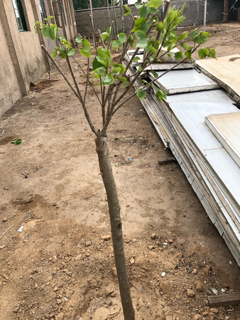 发货速度快，已经种下好几天了，每天都浇水，昨天发现有一棵叶子少的有新芽了，终于成活了！