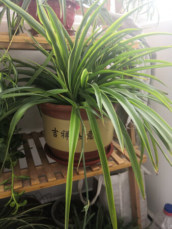 花盆包装很严实，到了先把最大的用了，满意。最满意值得表扬的是快递小哥，周一送的刚好出差，我让放在家门口周五回来取，小哥说可以周五再送。周五上午电话来我还没到家，又让放在家门口，小哥执着地说中午下午他还会来两趟，提前给我打电话。结果下午到家我睡着了没听到电话，小哥打电话没人接只好把盆放在了家门口，搞得我特别不好意思地给他发了条短信说“收到了”，赞敬业圆通小哥?