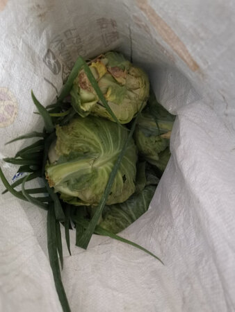 一直未评价，直到菜籽发芽长成可以吃啦，很好，自己种的有机蔬菜