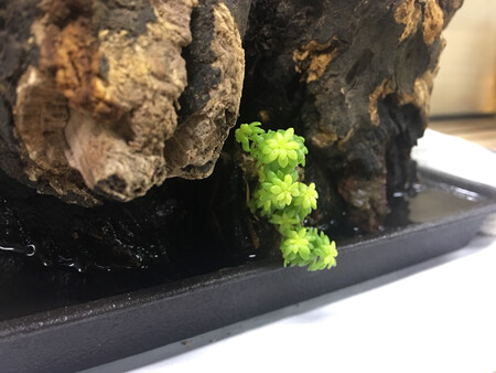 草籽已经撒上，期待发芽中