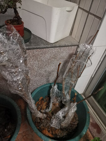 种了二十多天了，还没有发芽，找客服直接不回信息，呵呵呵呵，差评