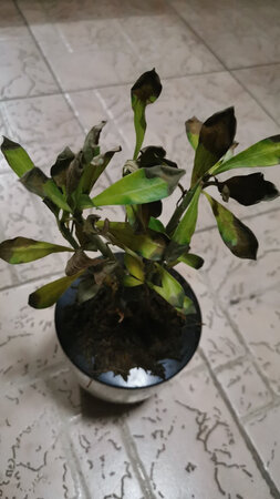 花可能死了，虽然盆内还是湿的。我要退货。