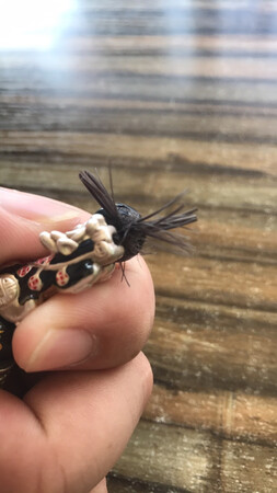 可以。掉色不仅掉色我的貔貅还长了胡须
