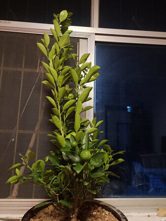 质量挺好，很满意。