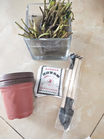 收到货后，直接就把送的生根粉加水稀释后，把草莓苗泡上了，回头就种上，
期待?结果…………