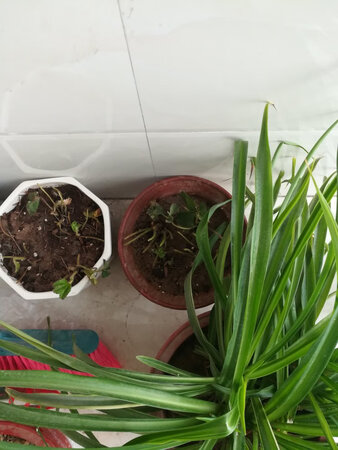 苗子种上了，等待出新芽。