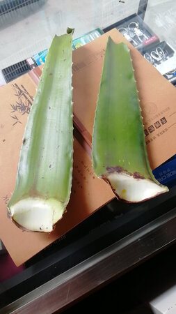惑觉一般般，看评价说送小芦荟，可不见