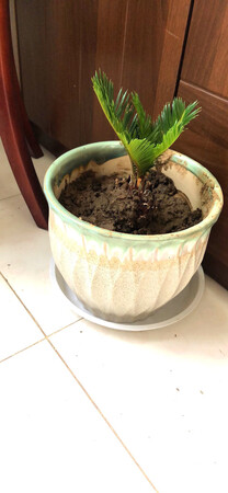小小的一颗铁树，但模样很精致，收到时包装完整，叶子、根部也没有一点损坏，泥土还是湿润的，一共买了三颗花草，都很满意，加上商家有满减活动，比在花鸟市场上买要划算很多，不得不说，现在网上购物完全取代了实体店购物的体验。会继续回购的！