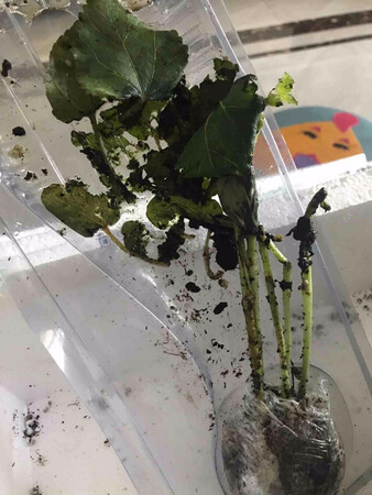 话不多说看图！说的补发！半个多月了也没有收到货！