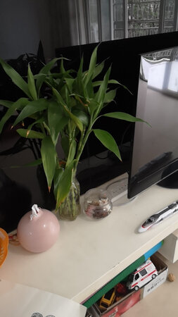 竹子很不错！送过来的时候青翠欲滴，养了三个月了还很好
