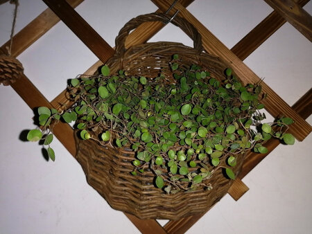 除了绿植没图片上那么茂盛，其它都符合