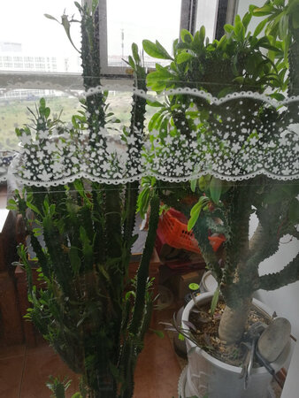 还没贴呢，看了看还是不错的，等贴完了再上图给大家看看。