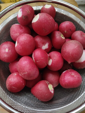 不错的小红萝卜，挺好的?，很满意。