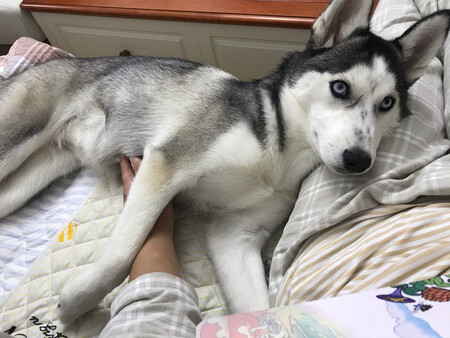 不错，狗狗很喜欢吃，味道还行不是特别大，之中好评不错