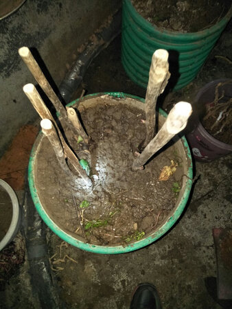 这次就是奔着京东来的，前几年在别的网买过好几次牡丹，全是宿迁发来的假牡丹，开的全是单瓣小白花。希望这次能够成活对版
