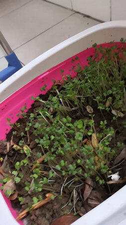 咋感觉不像鸡毛菜呢