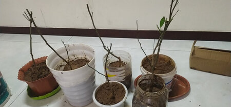 根部保留比较多，应该可以种活。