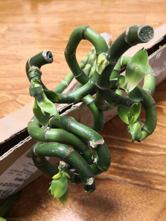 收到的货和照片严重不符，转运竹和开运竹沒有芽头，光秃秃的，富贵竹是黄叶.物流也不负责任，大家看看下图就是收到的货的实物照片