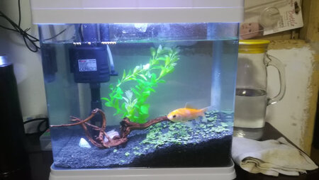 挺漂亮的，看鱼能养多久
