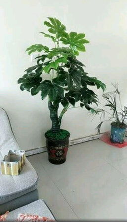 质量非常好，与卖家描述的完全一致，非常满意,真的很喜欢，完全超出期望值，发货速度非常快，包装非常仔细、严实，物流公司服务态度很好，运送速度很快，很满意的一次购物，，花也很好看，店家也不错，，总而言之，我很喜欢，好评好评