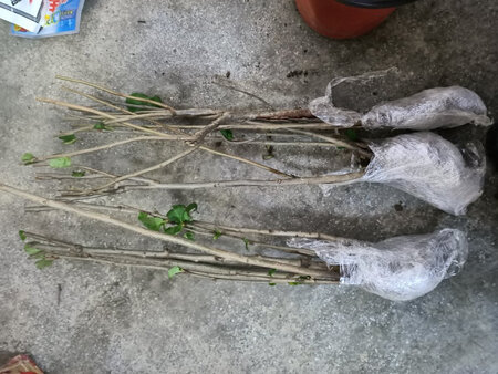 收到货了，也种植了，希望跟图一样，花开富贵