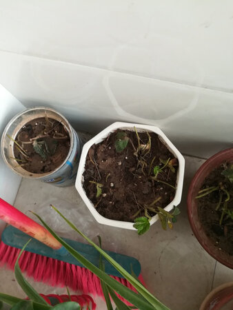 苗子种上了，等待出新芽。