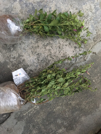货已经蔫了！