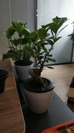 一般般，没有图上的好看