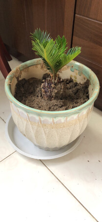 小小的一颗铁树，但模样很精致，收到时包装完整，叶子、根部也没有一点损坏，泥土还是湿润的，一共买了三颗花草，都很满意，加上商家有满减活动，比在花鸟市场上买要划算很多，不得不说，现在网上购物完全取代了实体店购物的体验。会继续回购的！