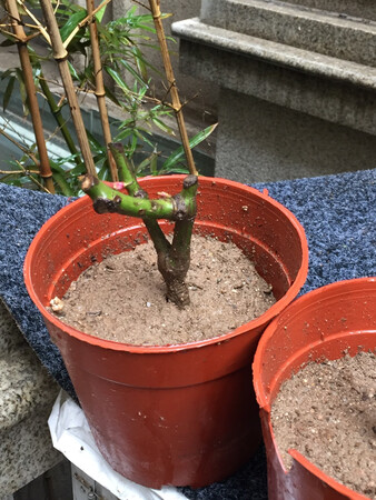 种上了现在每一个上都有小芽希望能活下来