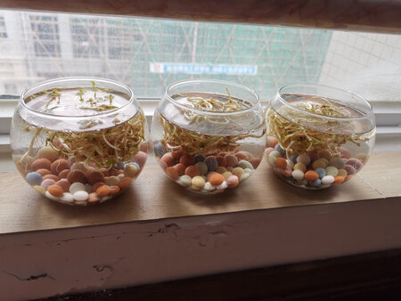 收到如描述，有玻璃球，彩球，有根有芽，虽然有点小，但放封闭阳台台上刚好，希望早点涨出来。东西虽小，由于个人原因更换了收货地址。客服态度好贴心，物流也好，给你们带来了麻烦，谢谢！