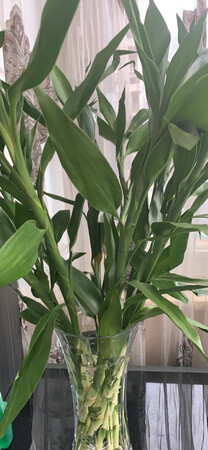 非常好的绿色植物，物流速度非常的快，很喜欢，质量有保证，很完美，下次继续购买。五颗星好评。