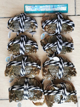 大闸蟹肉眼可见不足称！图3放了尺子，上面4只是母蟹，下面4只是公蟹，对比实体店的3.5两和4.5两的个头大小根本不在一个级别。特别是左上角那只，看上去才1两！买的4.5公蟹和3.5母蟹共4对，拿着空篮子称重45.3公斤，把大闸蟹放进去称重46.6公斤，足足少了6两！个头小，黄也不多，吃起来肉很少。在京东联系客服，让~信，加了~又不处理！差评放出来希望大家不要上当！