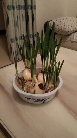 没有根，先放水里养下。