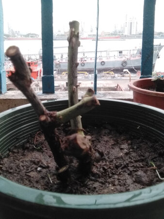 何时能发芽，啥时能开花啊！