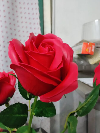 第二天开花了