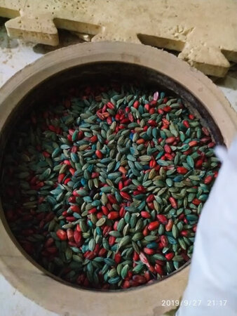 晚上把药放在老鼠出没的地方，第二天早上扫掉，（院子里有小朋友，怕小孩玩）连续放了几天，死了几只老鼠?老鼠?老鼠?老鼠